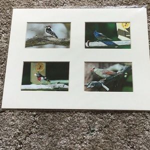 4 Bird Pictures in one Frame